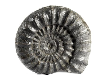 Kleiner Ammonit